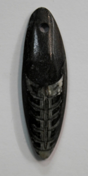 Orthoceras